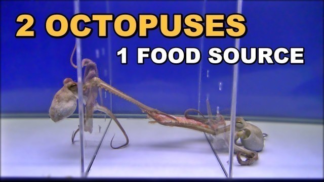 'Octopus Competing For Food – Behavior Observation Experiment'