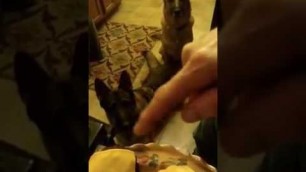 'German shepherd food Tease'