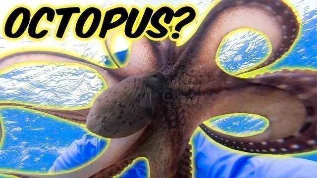 'Hunting Octopus for food in Hawaii!'