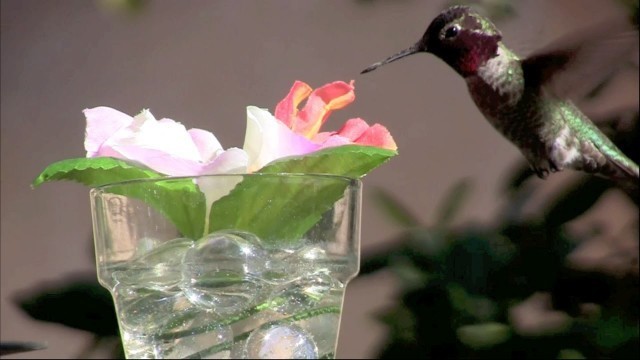 'DIY Silk-Flower Hummingbird Feeder'