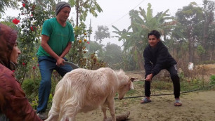 '40 KG Goats Cutting in Nepali Village // Food With Paban'