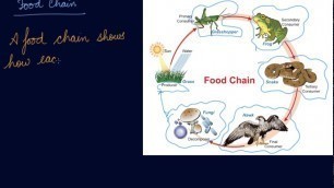 'Food Chain | Class 6 Biology Food Where Does It Come From'