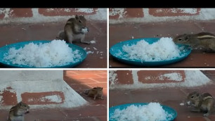 'Very Quickly Squirrels Eating Food || Wish My Channel'