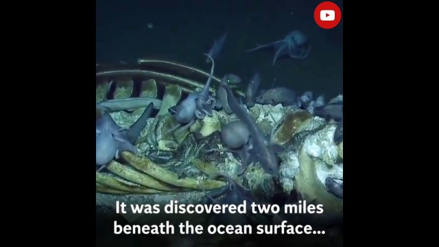 'Swarm of octopus feed on decaying whale carcass in astonishing footage | NATURE 360'