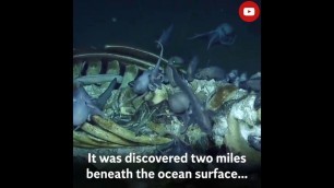 'Swarm of octopus feed on decaying whale carcass in astonishing footage | NATURE 360'