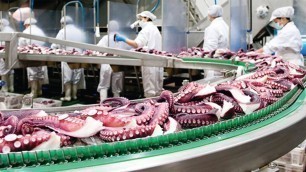 'Octopus and Oyster Processing - SeaFood Processing & Packaging Line in Factory'