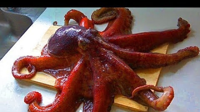 '活タコの脳みそを解体して研究　Octopus food'