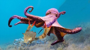 'Amazing Octopus knock down Crab _ Welcome To Octopus Island'
