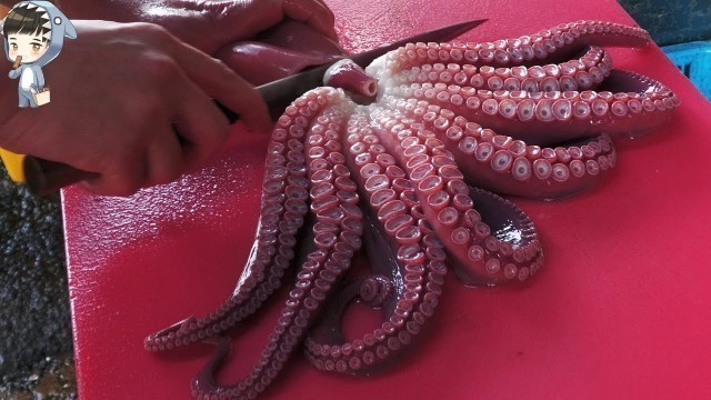 'KOREAN STREET FOOD OCTOPUS DEVIL FISH KOREA SEAFOOD MARKET 포항 죽도시장 문어 201118'