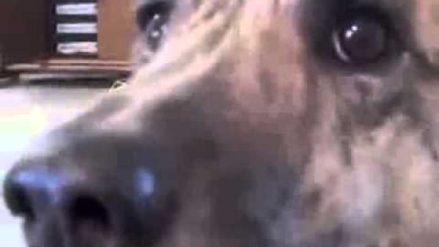 '\'Ultimate Dog Tease\' Video Becomes Viral Sensation'