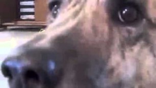 '\'Ultimate Dog Tease\' Video Becomes Viral Sensation'