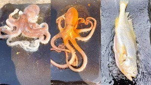 'Ẩm Thực Nướng Đá  • Alive octopus  • Grilled stone food'