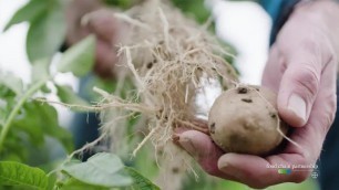 'Food Chain Partnership: The Future of Potato Farming'