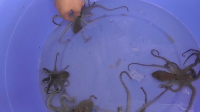 'Vietnam street food – Cooking Spider Octopus for 3 People Family Dinner Meal in Vietnam'