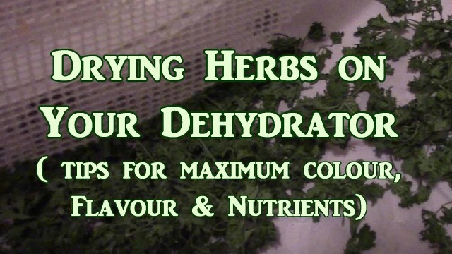 'Drying Herbs On the Dehydrator What You Need To Know'