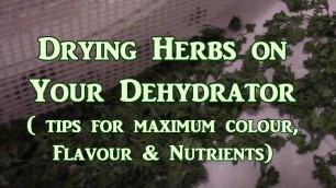 'Drying Herbs On the Dehydrator What You Need To Know'