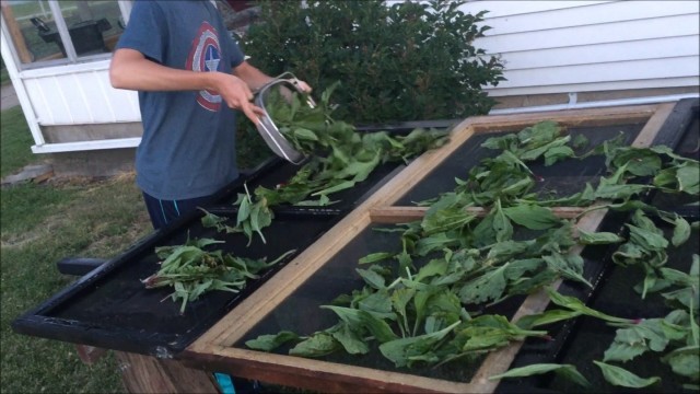 'How to make a high volume home made food dehydrator for FREE!'