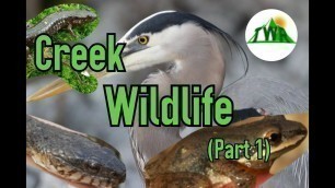 'Creek Wildlife Part 1: The Top of the Food Chain (Nature Short Film)'