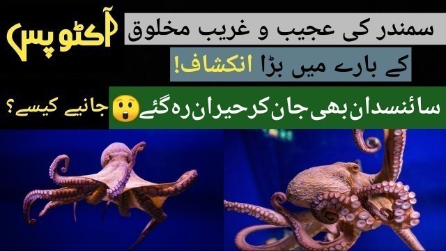 'Discovery of strange sea creature octopus || Octopuses taste food with their arms || Short videos ||'