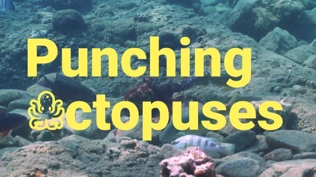 'Octopus Punch other Coral Reef Fish while Hunting for Food'