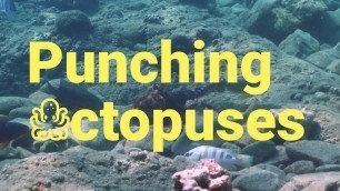 'Octopus Punch other Coral Reef Fish while Hunting for Food'