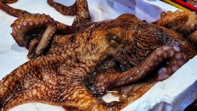 'Korean Street Food - GIANT OCTOPUS POHANG KOREA Seafood'