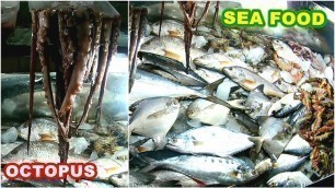 'Sea Food in Cox\'s Bazar - Cox Bazar Sea Food Octopus 2020'