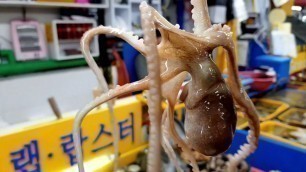 '산낙지 탕탕이 - 자갈치시장/ Raw Octopus / Korean Street Food'