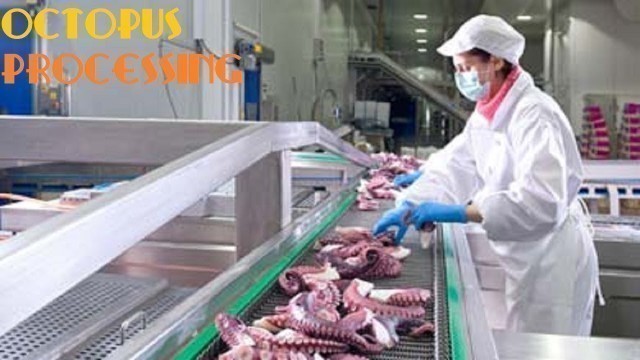 'Amazing OCTOPUS Processing in Food Factory 