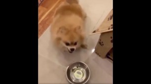 'Pomeranian gets two pieces of food then gets angry'