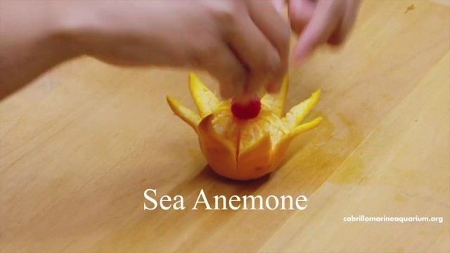 'Octopus and Sea Anemone Food Styling'