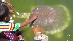 'Amazing Tortoise Feeding | An Example Of Water Animal Love'
