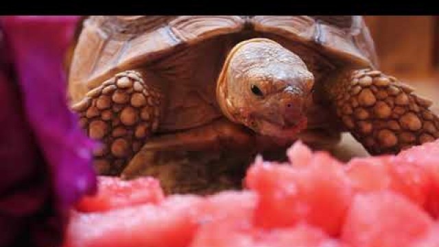 'Tortoise Eating Watermelon - Turtles Love Watermelon!'