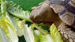 'Tortoise Eating Crunchy Lettuce ASMR'