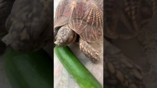 'Fighting Turtle eats | turtle food |  tortoise food | turtle care | house'