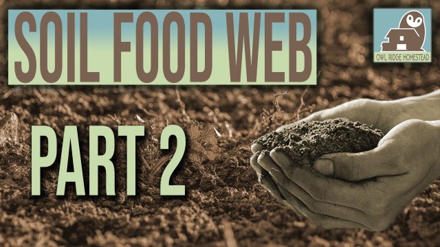 'Part 2 of The Soil Food Web presentation   soil Microscopy and Microorganism morphology'