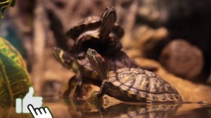'Tortoise and the Hare | Tortoise Video |Tortoise food | Turtle | Turtle Food | Tortoise mating'