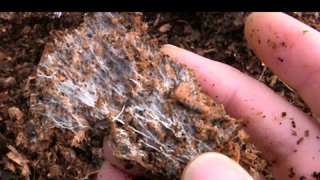 'How to Grow Your Own Mycorrhizal Fungi in Chicken Manure and Wood Shavings'