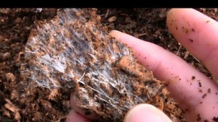 'How to Grow Your Own Mycorrhizal Fungi in Chicken Manure and Wood Shavings'