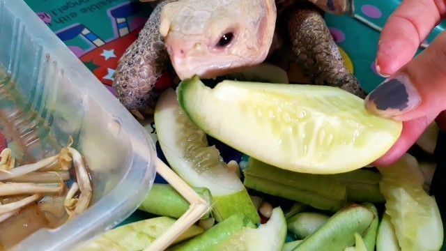 'FEEDING THE TORTOISE