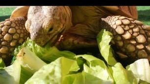 'Tortoise eating crunchy veggies asmr - Vegetarian Meals for Tortoise'