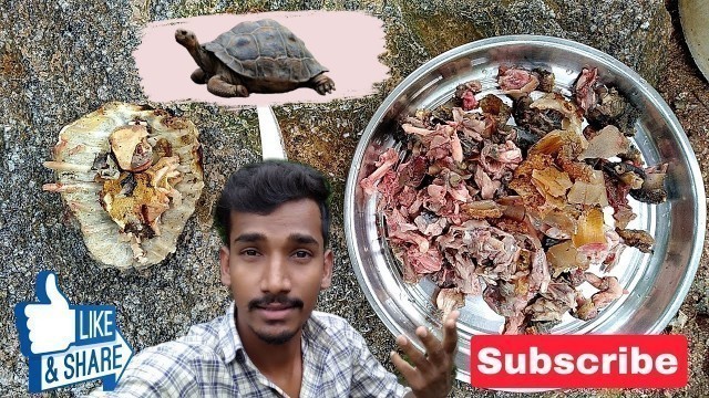 'Tortoise cutting || turtle cutting || thabelu cutting Telugu ||'