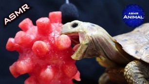 'Tortoise Eating Coronavirus ASMR Turtle 