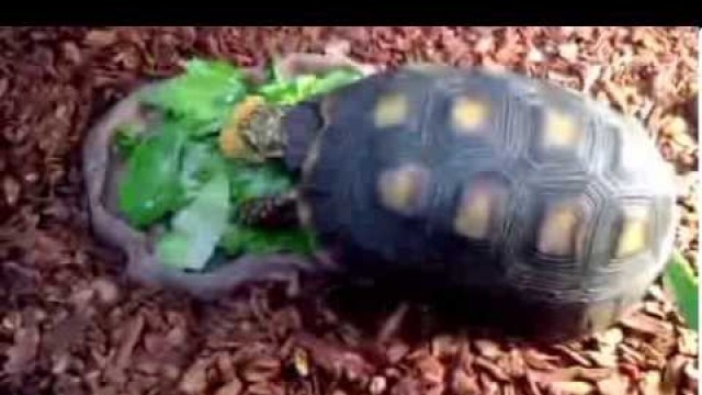 'Redfoot Tortoise eating Papaya'