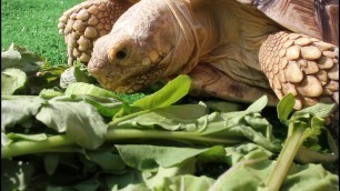 'Tortoise eating vegetables ASMR eating sounds'