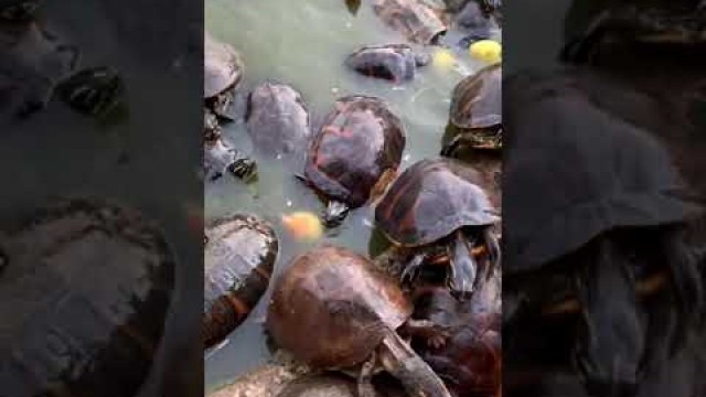 'Tortoise Animals ASMR | Turtles as Pets and Feeding #shorts'
