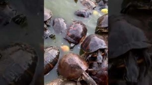 'Tortoise Animals ASMR | Turtles as Pets and Feeding #shorts'