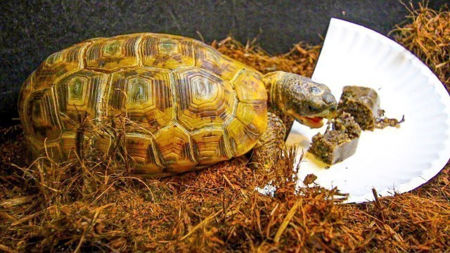 'Make Your Own Tortoise Gel Super Food!'