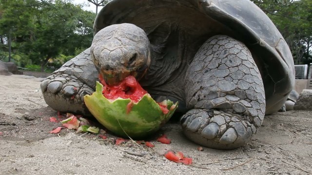 'Gaint tortoise Eating Watermelon 