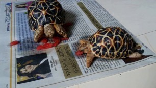 'Tortoise loves watermelon | Indian Star tortoise'